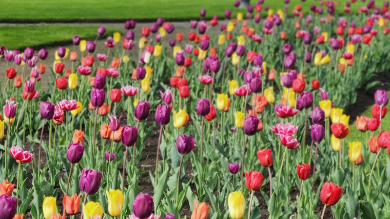 Spring